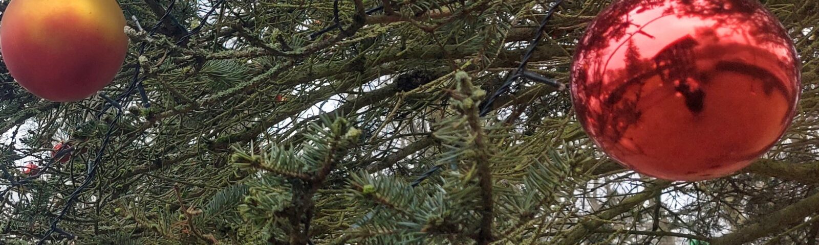 Weihnachtsbaumanknipsen am Seeschloß Lanke